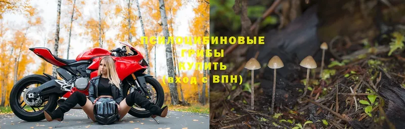 Галлюциногенные грибы Magic Shrooms  сколько стоит  Арзамас 